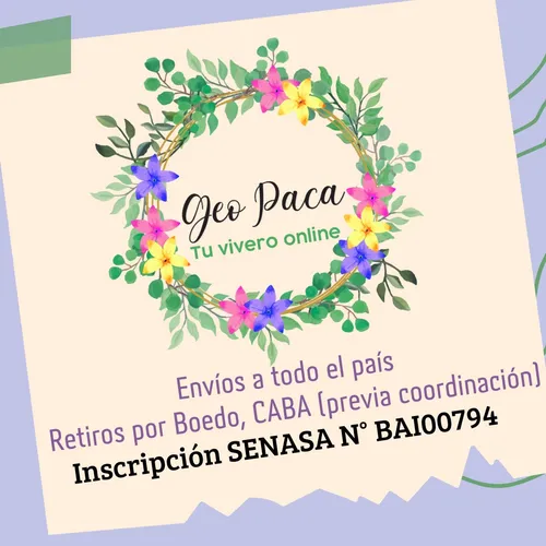 Lavanda Grande Mediana En 3lt Con Flores Hermosas Envios