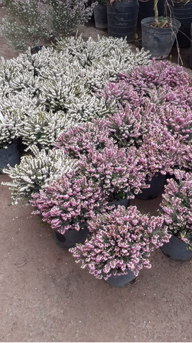 Calluna Vulgaris, Brecina, Argaña, Biercol, Mogariza 5lts