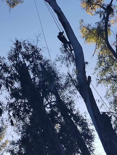 Poda De Árboles En Altura