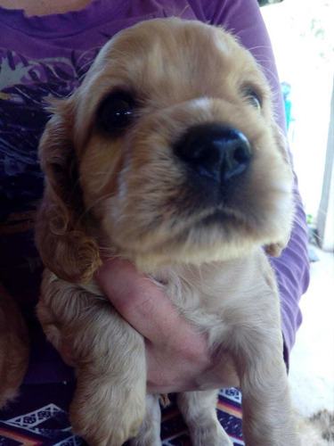 Cachorros Cocker Spaniel