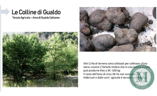 Imagem 5 de 17 de Propriedade Produtora De Vinho, Azeite E Trufas, Com 74 Hectares Em Galdo Cataneo. - Fa00002 - 34159856