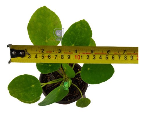 Imagen 6 de 7 de Planta Pilea (solo Cdmx)