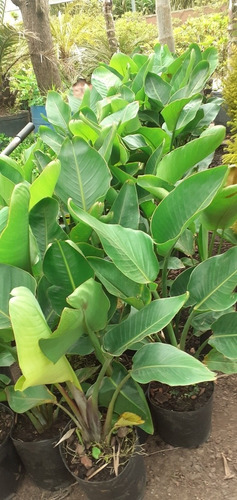 Strelitzia Nicolai (ave Del Paraíso Gigante) 7lts