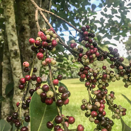 Planta Árbol Nativo, Ilex Paraguaiensis, Yerba Mate