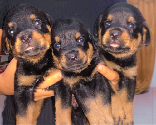 Rottweiler Cachorro