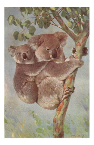Koala - Fauna Austalia - Antiguo Dibujo - Lámina 45x30 Cm.