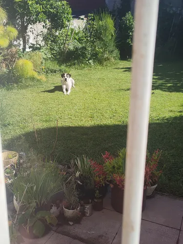 Clases De Adaptación Para Caninos Todas Las Razas Y Edades