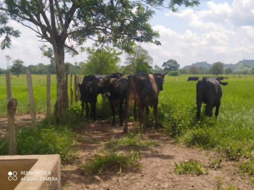 Imagen 8 de 13 de Finca Productiva En Tachira
