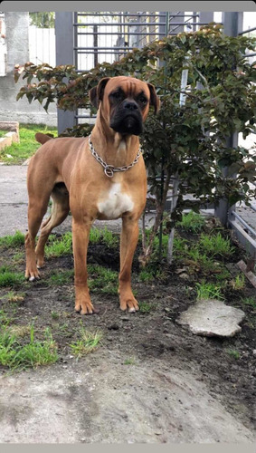 Imagen 1 de 3 de Boxer Macho Puro Para Monta