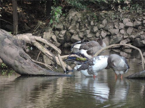 Imagem 7 de 30 de Granja Viana - São Paulo Ii - Te0052