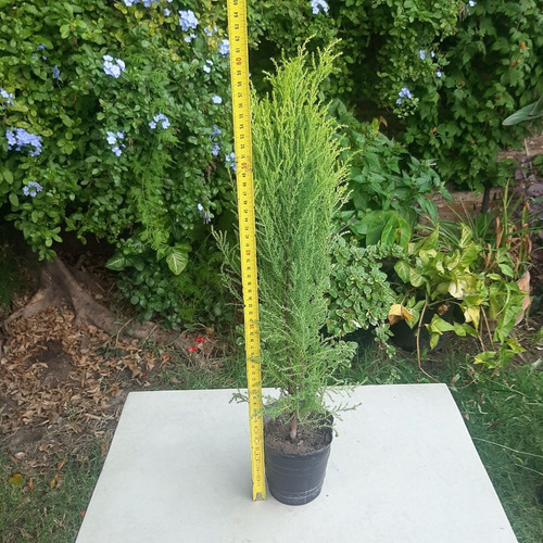Imagen 3 de 3 de Pino De Jardin Cipres De Monterrey