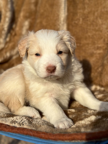 Border Collie Rojo Australiano Solo Macho Para Reserva