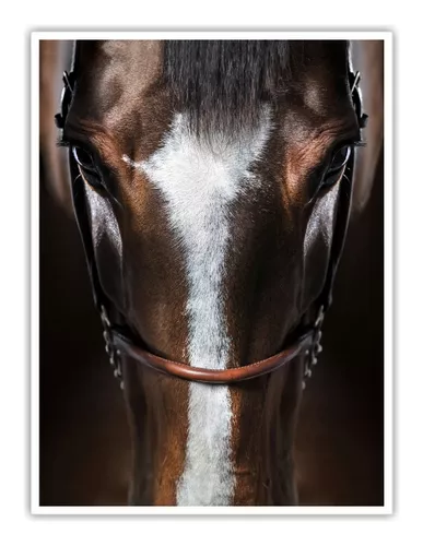 Quadro Decorativo 120x90 Moldura De Madeira Cavalo De Frente