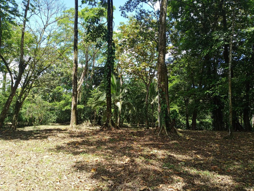 Imagen 5 de 18 de Quintas De 5000 M2 En Sarapiquí Con Y Sin Construcción Desde 25 Millones De Colones