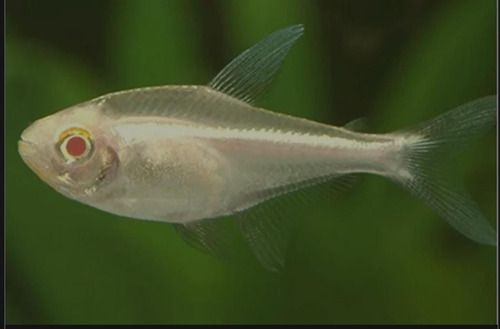Tetra Neon Negro Albino ( H. Herbertaxelrodi ) Pact C/ 5 Branco