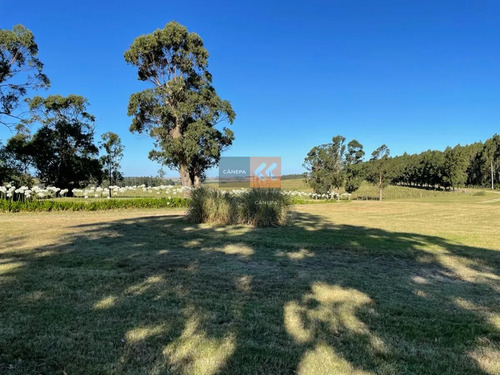 Campo De 95 Has. Ubicado A Tan Solo 15 De La Playa De José Ignacio Y A 40 De Punta Del Este