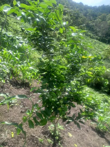 Finca En Vereda Torres En Guayabal De Siquima