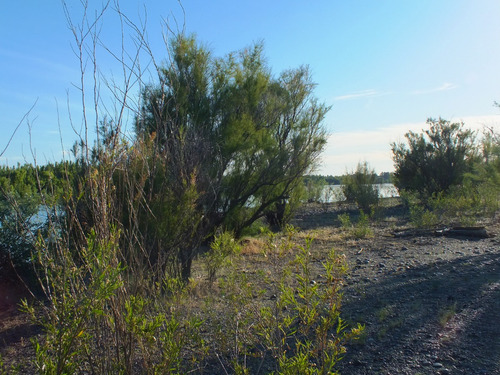 Campo 96ha, Luis Beltrán, Río Negro, Patagonia, Costa De Río.
