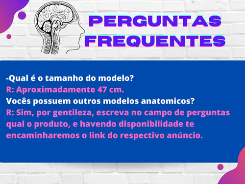 Cabeça Pescoço Músculos Da Face Tórax Região Costal Artérias