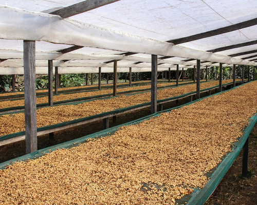 Imagen 3 de 4 de Café Los Frailes Honey Molido 500 Gr
