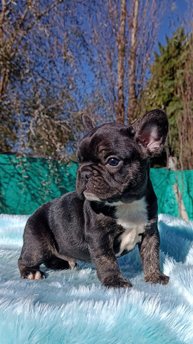 Bulldog Francés Macho Black Trindle Black Trindle