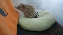 Comprar Colchoncitos Para Erizos Y Otras Mascotas Hamster,cobayas...