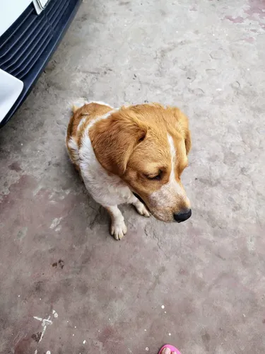 Regalo Perrito Juguetón Tipo Breton