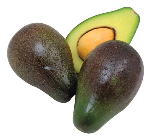 Árbol De Aguacate Criollo Verde Cascara Delgada Mantequilla
