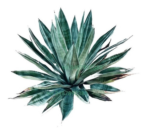 50 Plantas De Agave Azul Para Exteriores