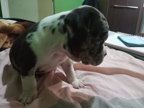 Imagen 4 de 5 de Exótic Bully Merle Cachorros