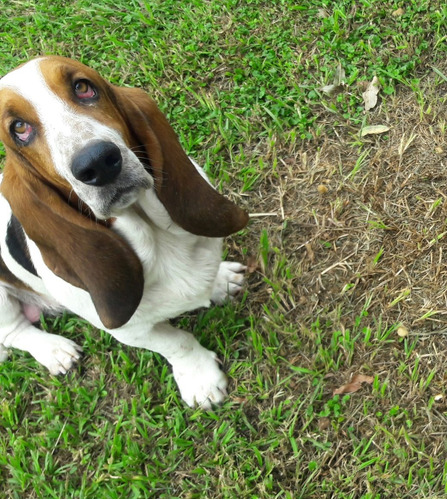 Perro Basset Para Monta Buenos Genes  Ya Fue Padre 