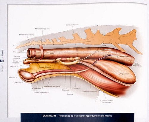 Atlas De Anatomía De Pequeños Animales, Conceptos Básicos