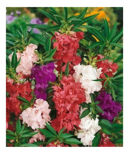 Balsamina Dobrada Sortida - 3grs/ 330 Sementes Aproximado