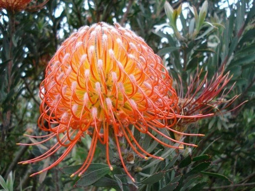 Semillas De Fogatus Lunaris Flor Exótica