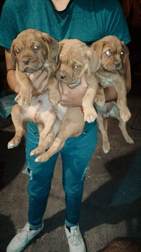 Cachorros Dogos De Burdeo