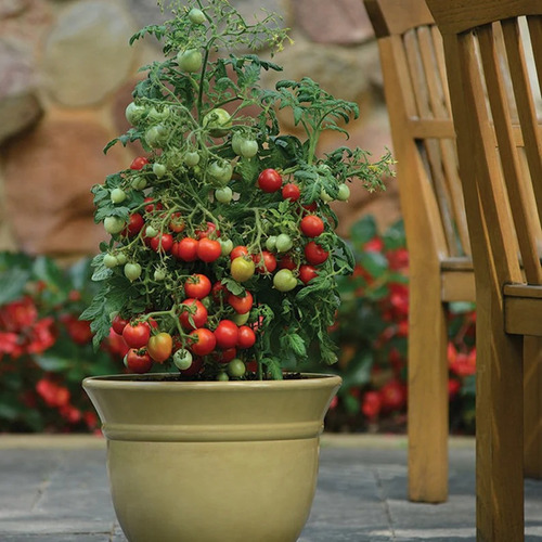 Sementes De Tomate Geranium Kiss Para Vasos Ou Pouco Espaço!