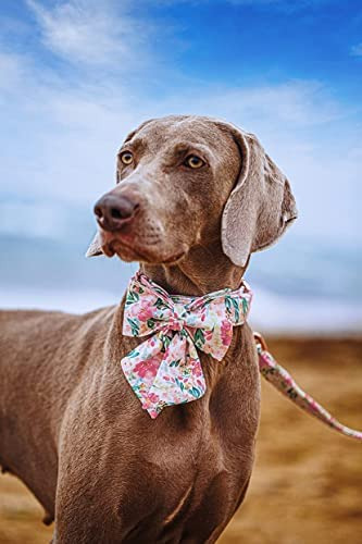 Lionet Paws Collar Para Perro Con Pajarita - Collares Ajusta