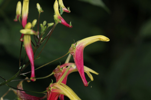 Lobelia Lobelioides - Semillas