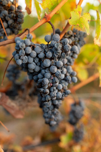Imagen 5 de 8 de Vino Milamore 6 Botellas - Bodega Renacer