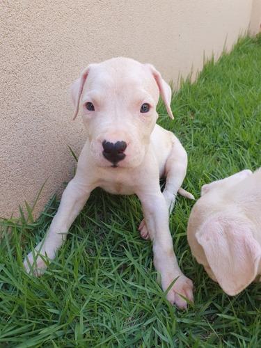 Dogo Argentino Padrao Cbkc