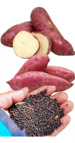100 Sementes Batata Doce Premium Com Manual De Cultivo