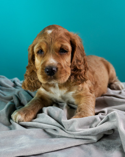 Hermosos Cachorros Cocker Spaniel Orejones
