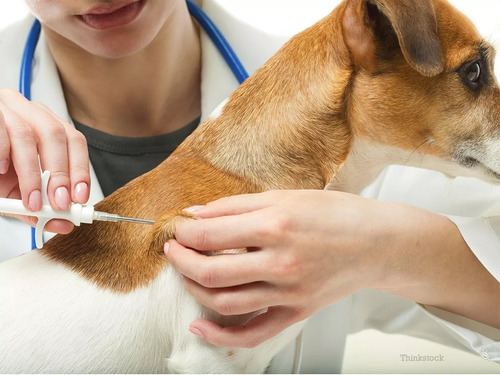 Microchip Para Mascotas Pequeñas Con Un Diametro Menor