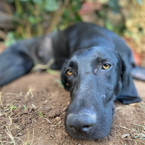 Perrito De 1 Año Mezcla De Braco En Adopción. Dócil Y Tierno