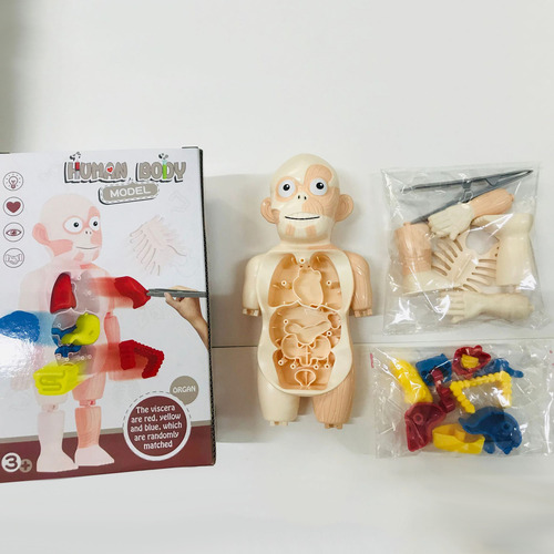 Modelo De Cuerpo Humano En V: Juguete De Ensamblaje De Órgan