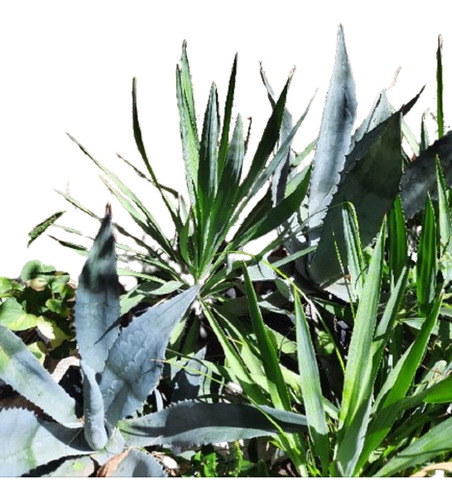 Vivero Cielo Verde Orgánico  Yucca Aloifolia Pinchuda Izote