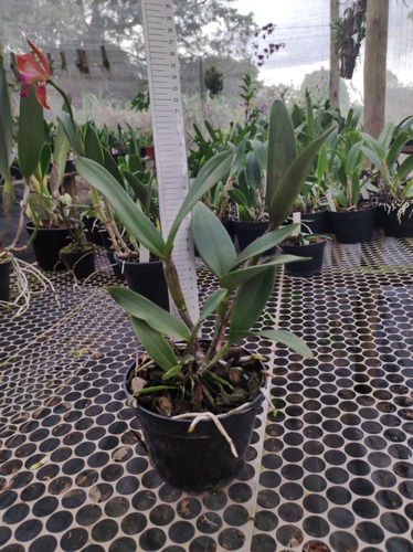 Kit 10 Orquídeas Diversas | Parcelamento sem juros