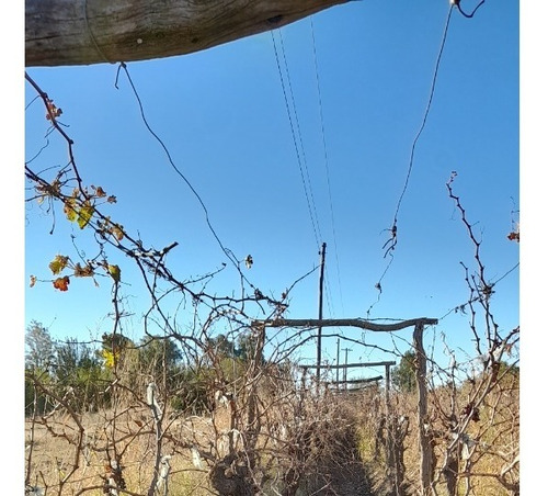Imagen 3 de 12 de Finca 4 Has. G Alvear Mendoza. 100% En Producción. Casa Y Galpón. Sobre Asfalto. Podría Considerar Alguna Permuta Que No Sea Inmueble. Precio Conversable.