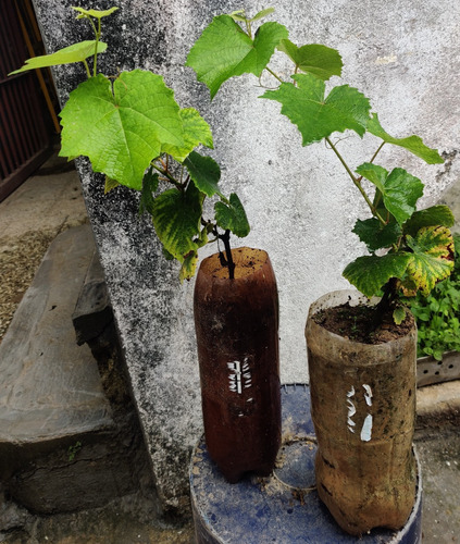 Plantas De Uvas Criollas