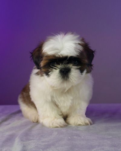 Hermosos Cachorros Shitzu Toy Excelente Eleccion